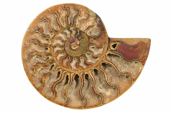 Cut & Polished Ammonite Fossil (Half) - Madagascar #296451